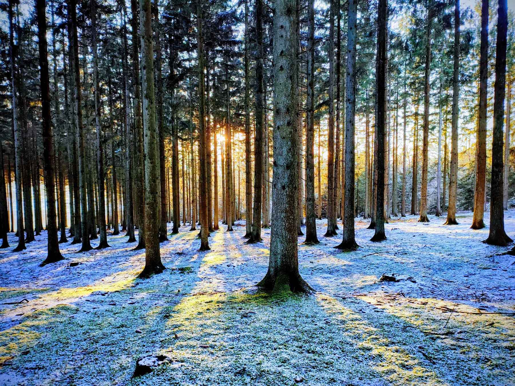 Gouden zonlicht door het dennenbos van de Ardennen