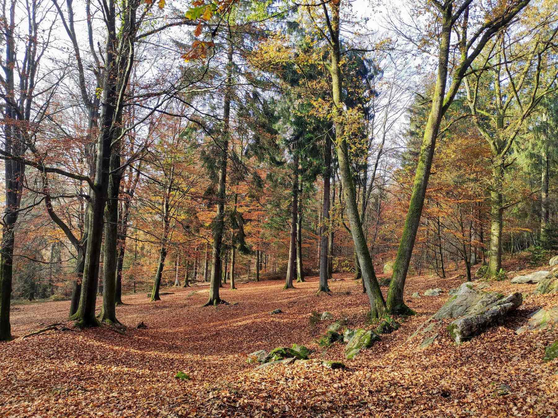 Herfstbos